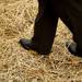 Judge Timothy Connors' shoes as he inspects Jenny's Market straw maze west of Dexter on Friday. Webster Township officials and lawyers would like to shut down the maze claiming it is a public nuisance and a safety hazard. Daniel Brenner I AnnArbor.com